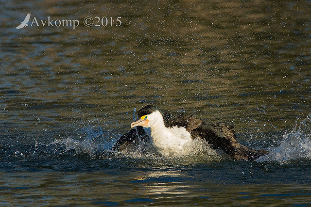 pied cormorant 3879 001