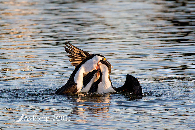 pied cormorant 3886