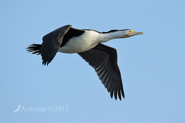 pied cormorant 4910