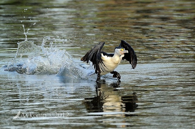 pied cormorant 4916