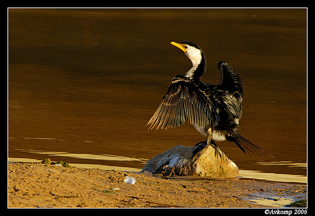 pied cormorant 4 001