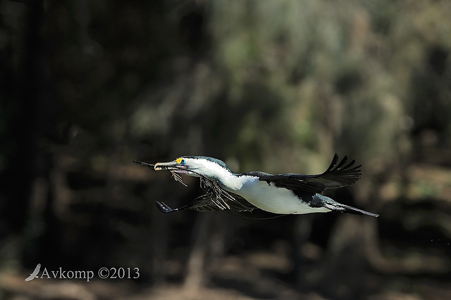 pied cormorant 5665