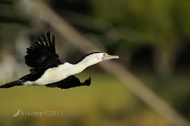 pied cormorant 5688