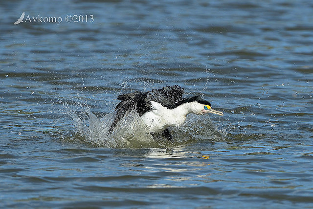 pied cormorant 6020