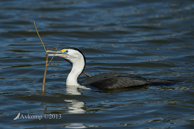 pied cormorant 6035