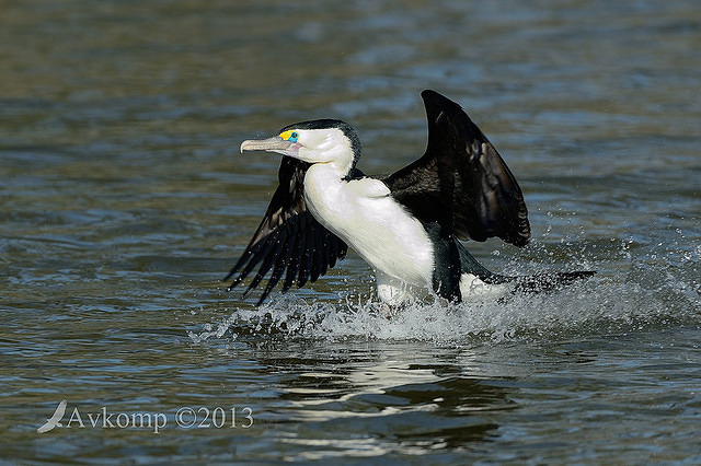 pied cormorant 6753