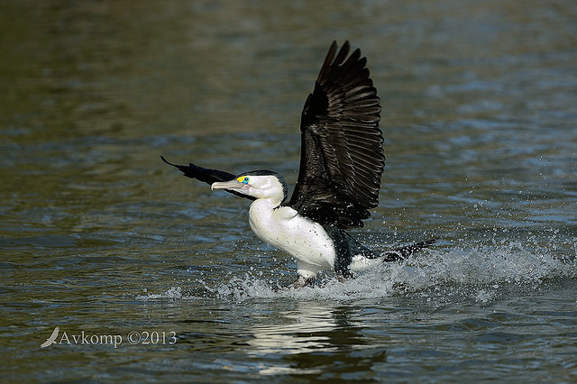 pied cormorant 6754