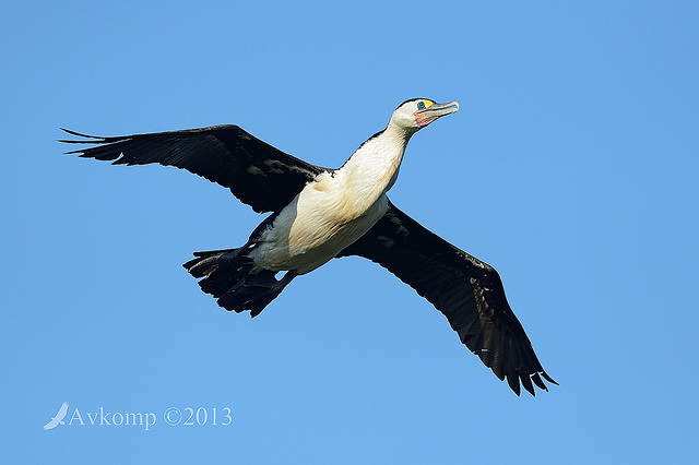 pied cormorant 6756