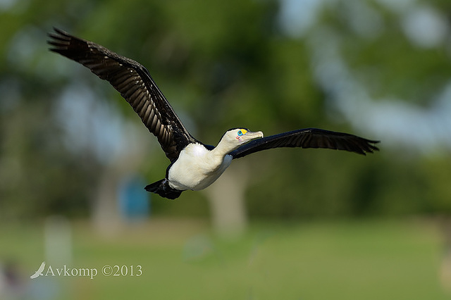 pied cormorant 6931