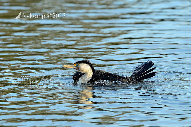 pied cormorant 7004