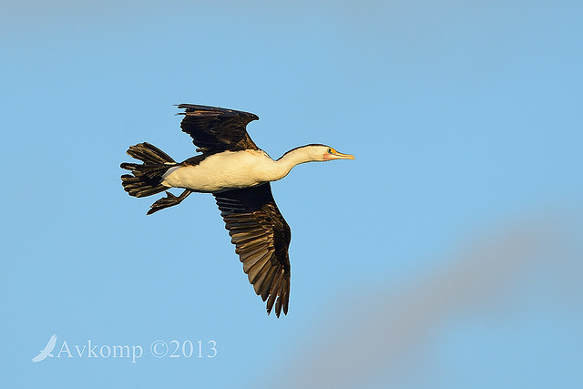 pied cormorant 7031