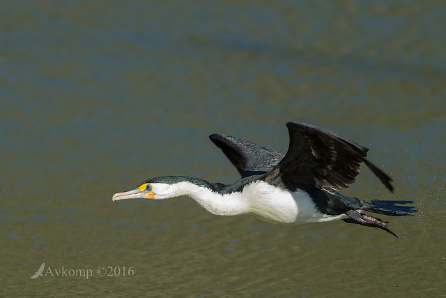 pied cormorant 7507