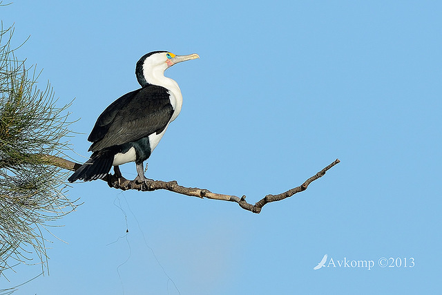 pied cormorant tangled 6936