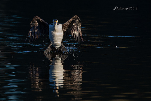 pied cormorant0033