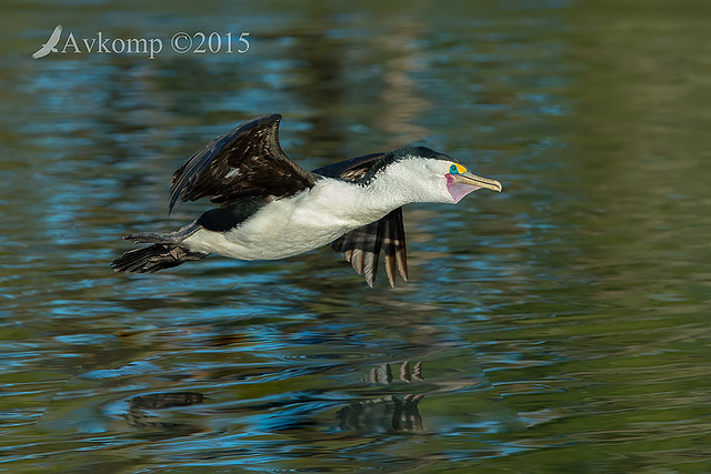 pied cormorant1351