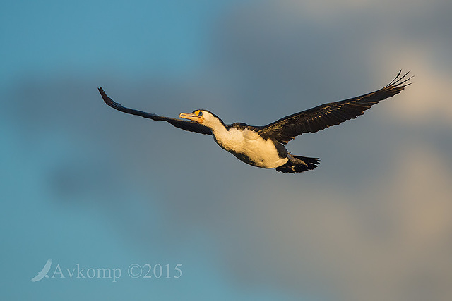 pied cormorant1361