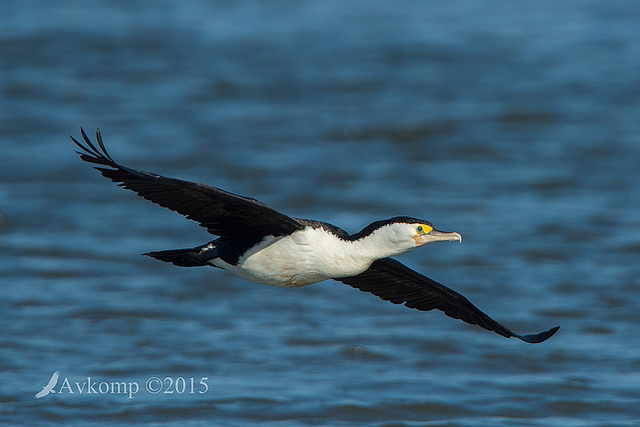 pied cormorant4691