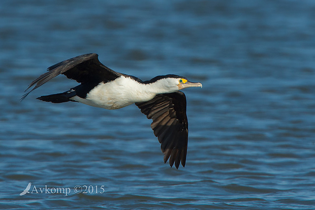 pied cormorant4692 001