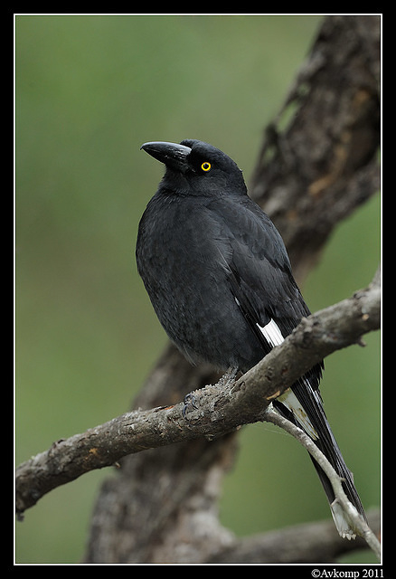 pied currawong 0321