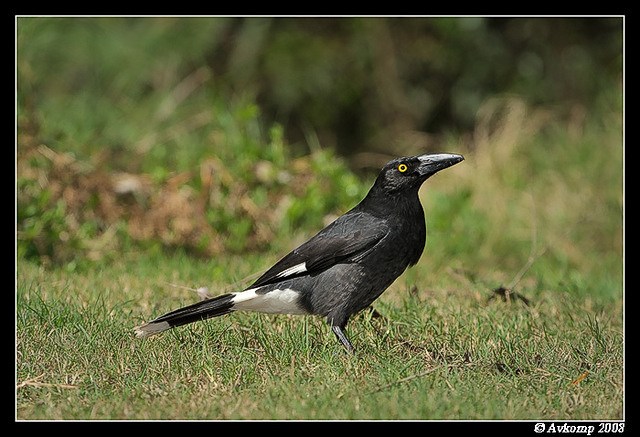 pied currawong 2378