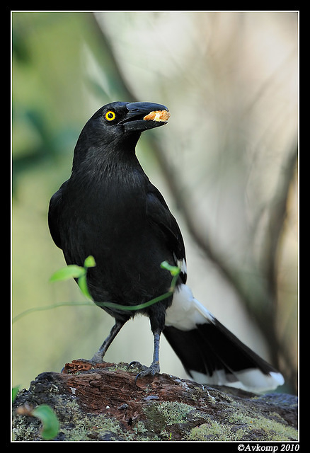 pied currawong 6354