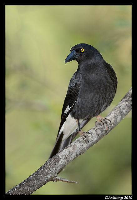 pied currawong 6391