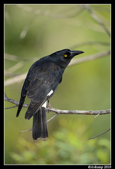 pied currawong 6403