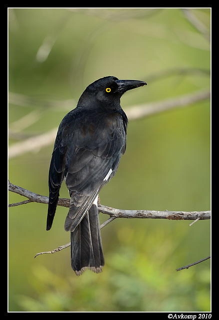 pied currawong 6405