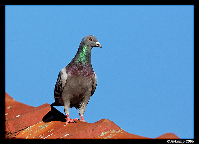 pigeon 7