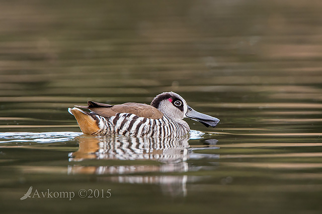 pink eared duck 2649