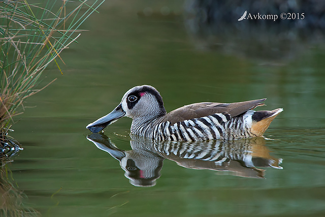 pink eared duck 2780