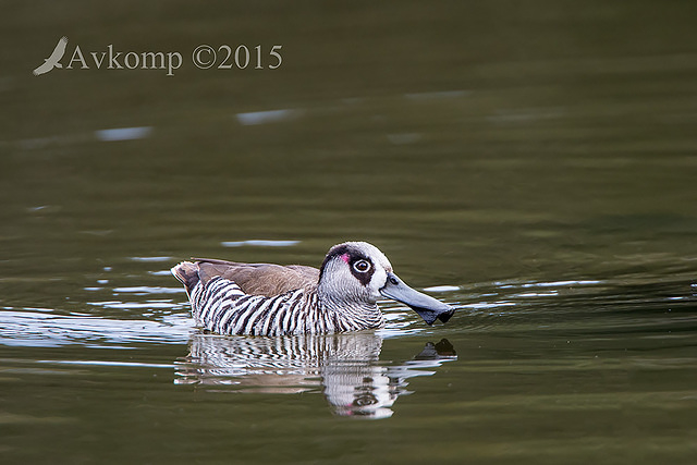 pink eared duck 3060