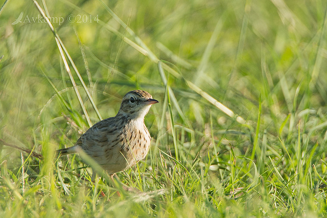 pipit 13218