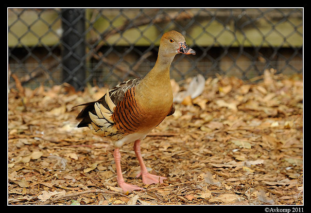 plumed whistling duck 0073