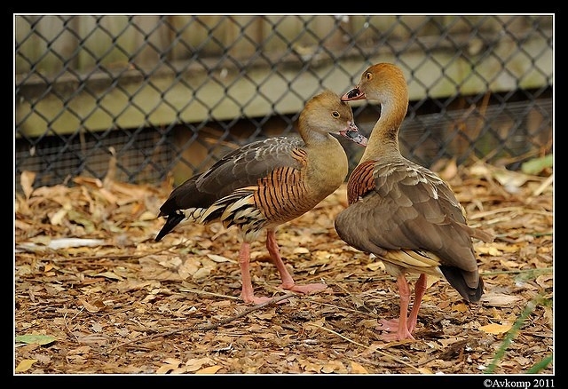 plumed whistling duck 0077