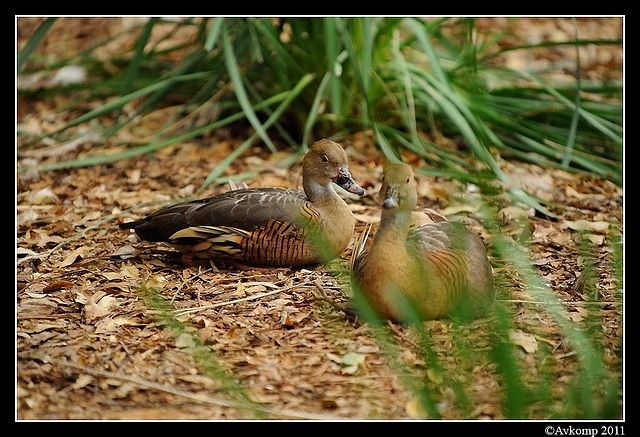 plumed whistling duck 0078