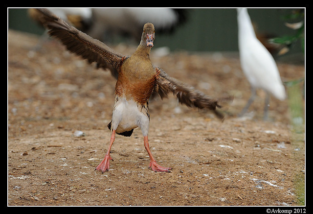 plumed whistling duck 1583