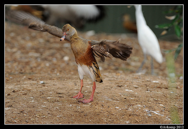 plumed whistling duck 1584