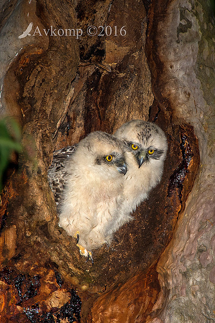 powerful owl 10520