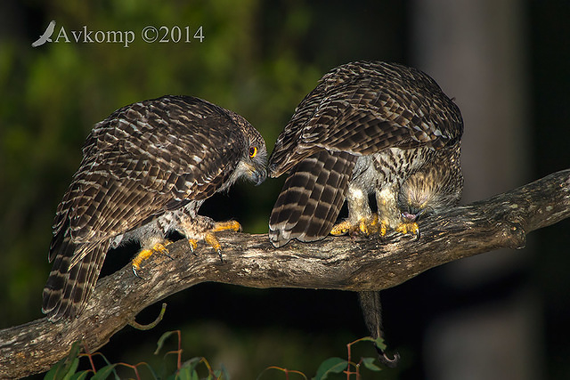 powerful owl 17144