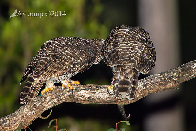 powerful owl 17145