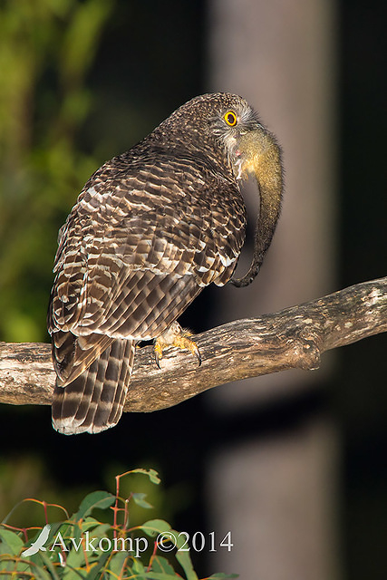 powerful owl 17148