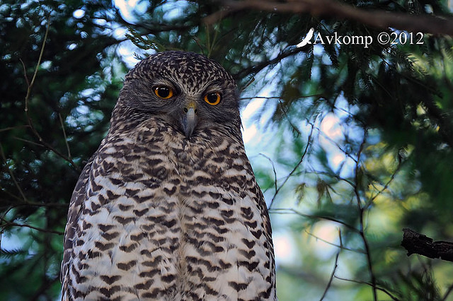 powerful owl 1795