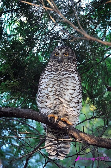 powerful owl 1800