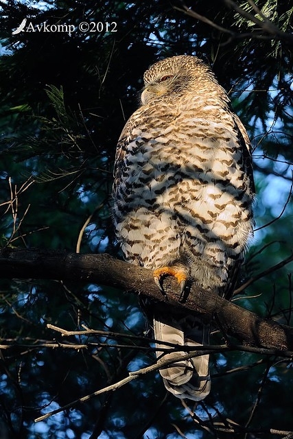 powerful owl 1826