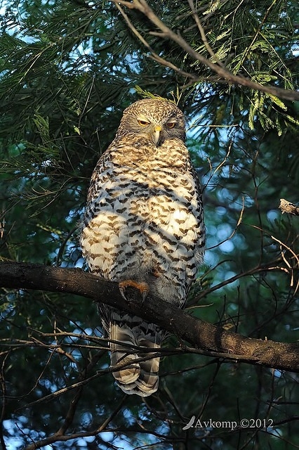 powerful owl 1833