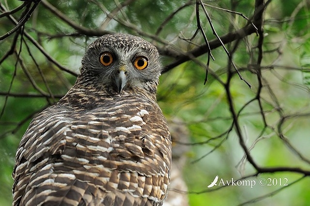 powerful owl 1840