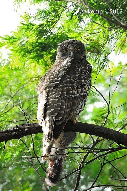 powerful owl 1846