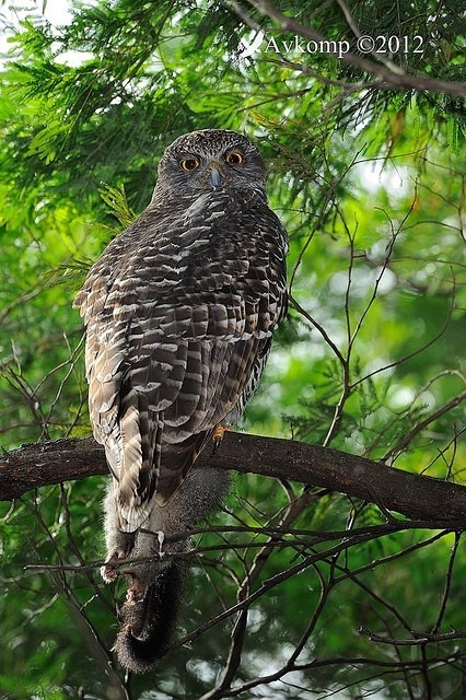 powerful owl 1856