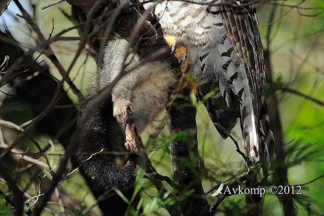 powerful owl 1867 crop